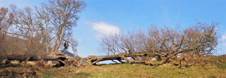 Improving our Understanding and Management of Phoenix Trees