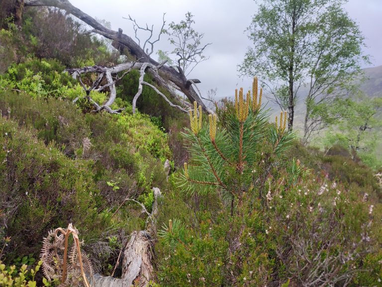 Natural Climate Solutions Awareness Programme