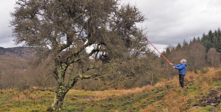 Establishing Seed Stands for Wild Apple