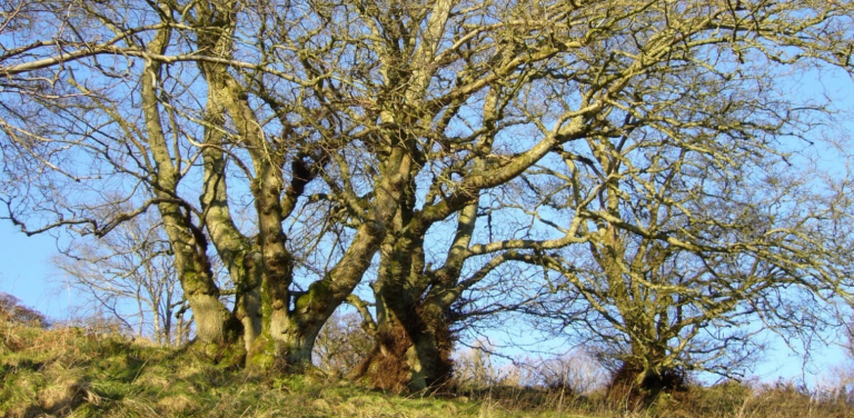 Propagating Mature Elm Survivors
