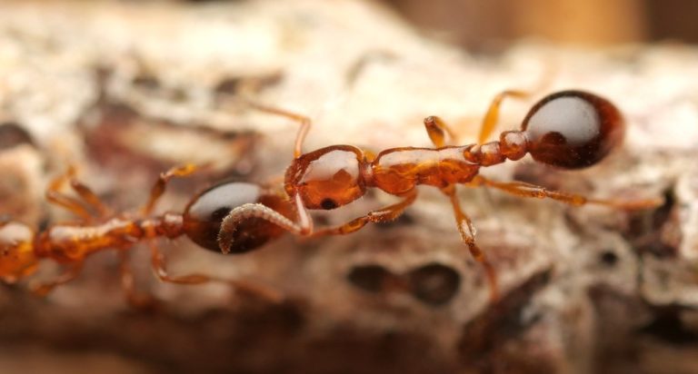 Microsatellite Markers for Shining Guest Ant