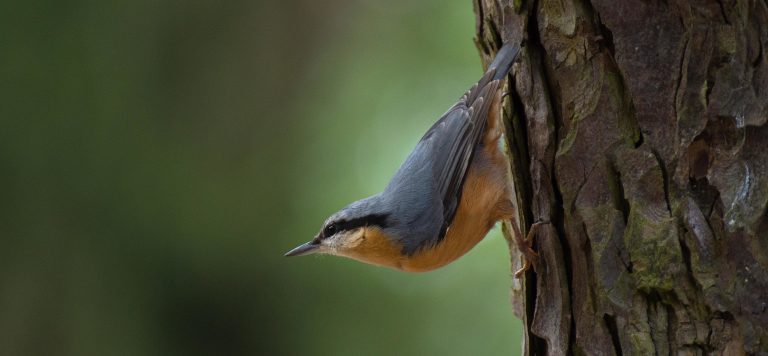 Extracting DNA from the Air as Tool for Monitoring Birds