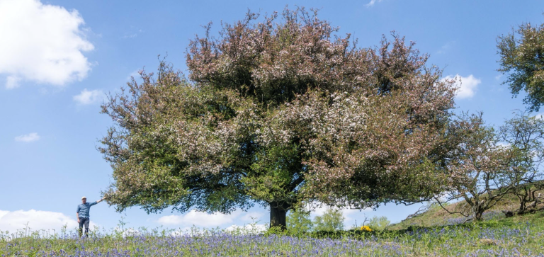 The Ecology and Genetics of Native Scottish Crab Apple