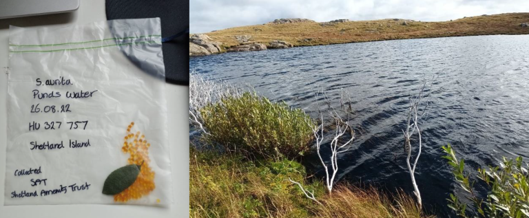 Shetland’s Relict Willows