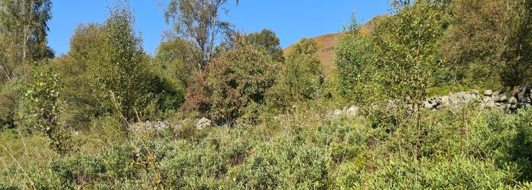 Loch Lomond, Auchmar | Recovering 22 hectares of ancient woodland