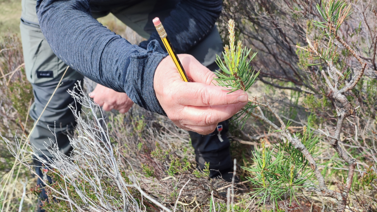 Can Native Woodland Regeneration in Scotland Mitigate Climate Change?