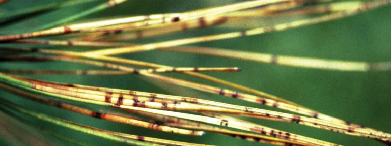 Identifying a Control Agent for Dothistroma Needle Blight