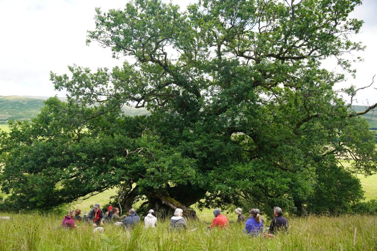 Ancient Slope Alder Wood Pasture
