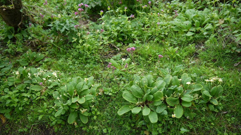 Woodland Plant Introductions in Lowland Woodland