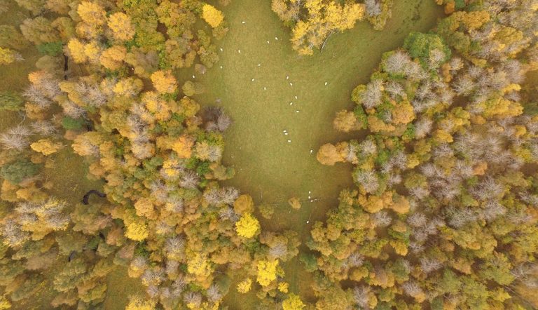 Aspen Flowering Study