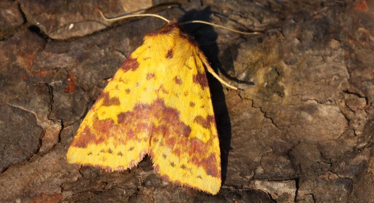 Secondary Woodland Biodiversity Value