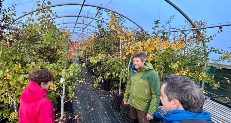 Aspen Orchard Seed Stands