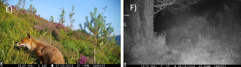 Impacts of Native Woodland Creation on Mammals