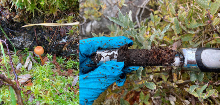 Montane Scrub Restoration PhD