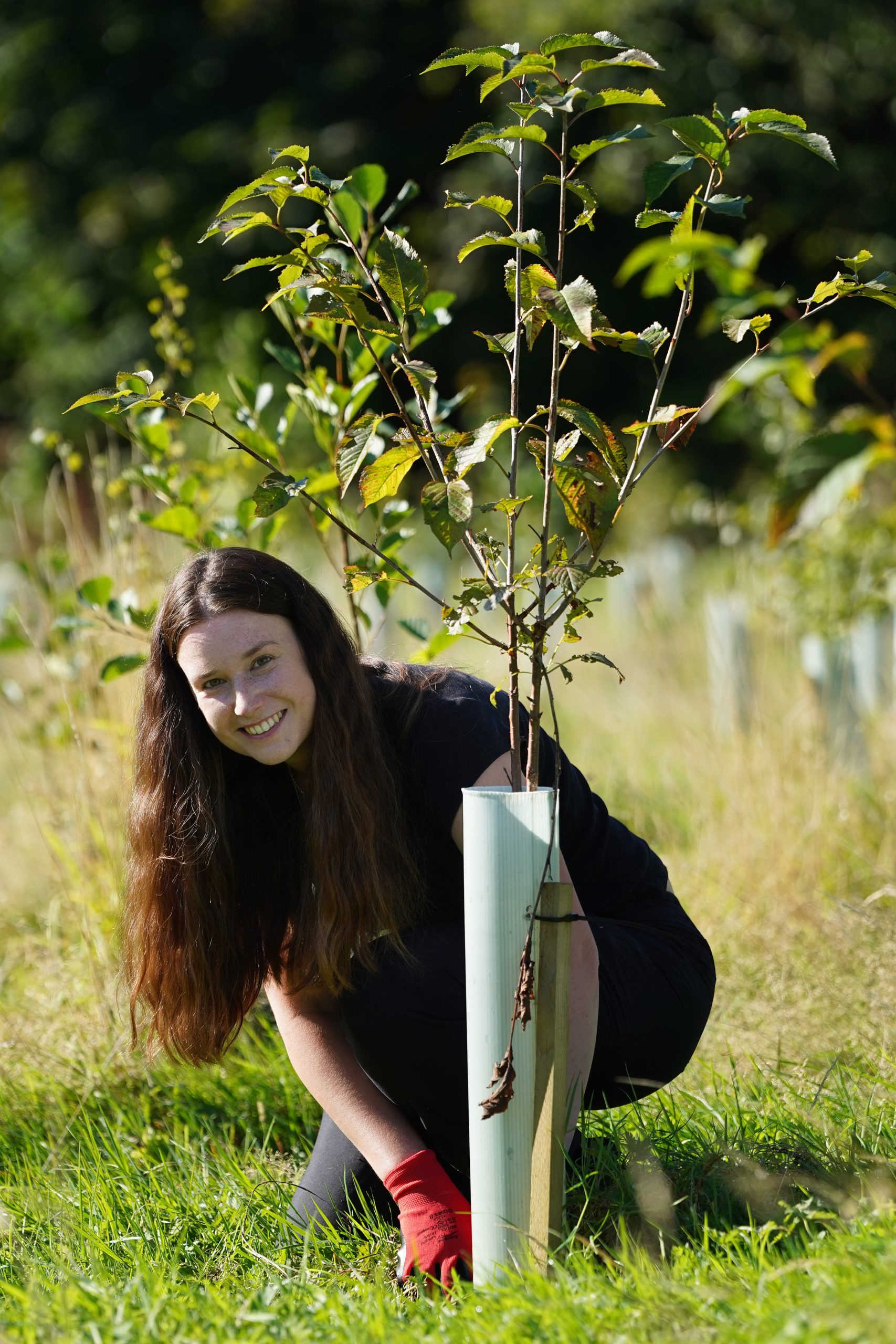 Person planting tree