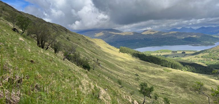 Glen Laudale (west) | Extending the Loch Sunart native woodland habitat