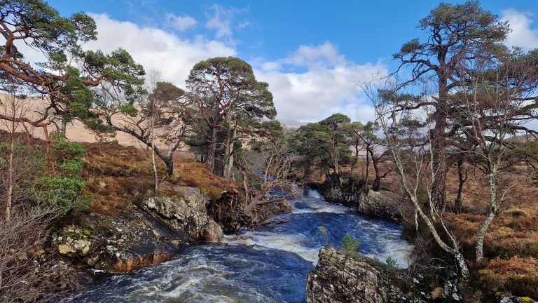 Glen Mallie | Restoring 212 hectares of ancient Caledonian pinewood