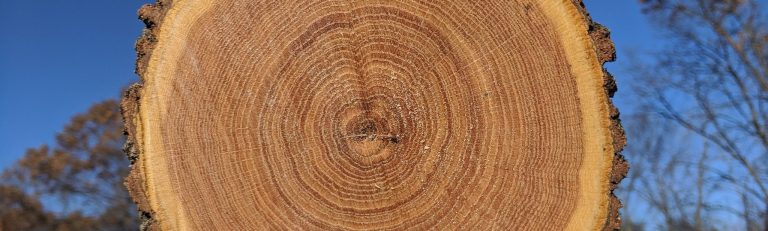 Physical and Chemical Analysis of Oak Tree Rings to Track Tree Growth and Carbon Cycling