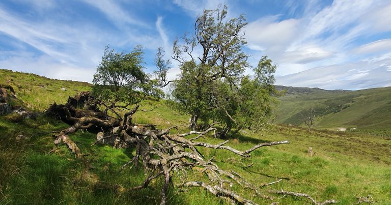 Ceannacroc (east) | 93 ha restoration project