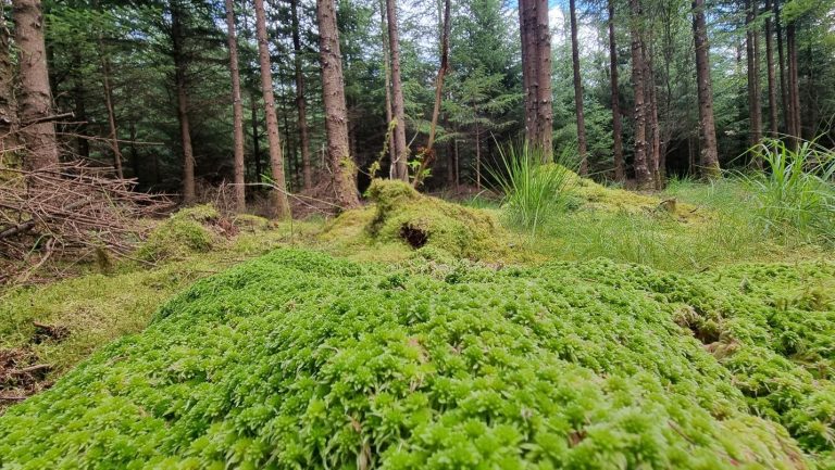 Transforming a Sitka plantation and demonstrating the effects on biodiversity outcomes