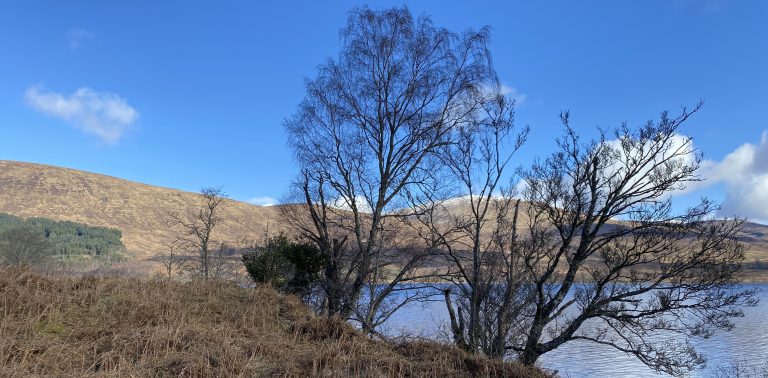 Invermallie | Recovering 34 hectares of ancient Caledonian pinewood