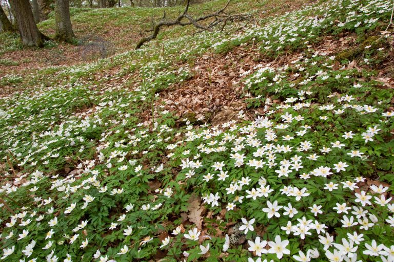 Trialling Approaches to Establish Native Ground Flora