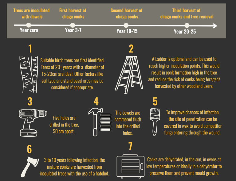 Developing a Native Strain of Chaga