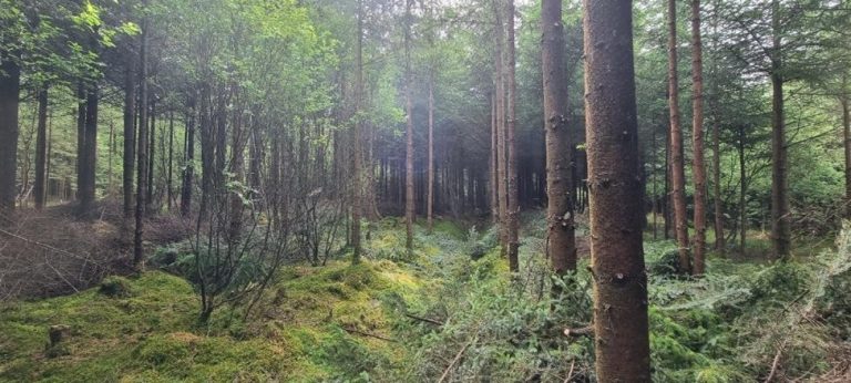 Radical pruning to better merge conifers with broadleaves for the benefit of biodiversity