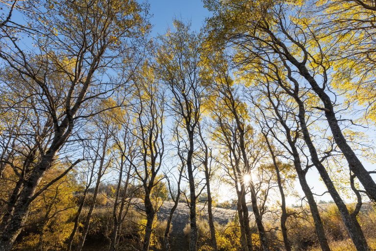 Painting Scotland Yellow: Aspen Film and Event