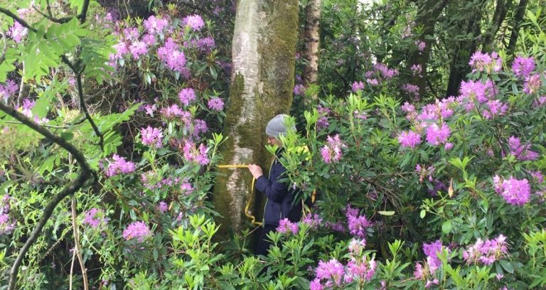 Understanding patterns, drivers and management of non-native plants in created broadleaf woodlands