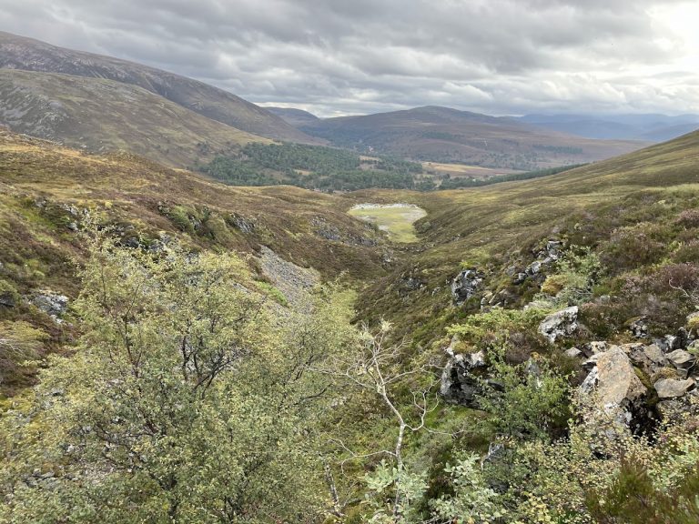 Mountain birch in Scotland: genetics and recovery
