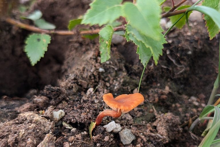 Investigating the effectiveness of ectomycorrhizal fungal inoculation of native Scottish trees in areas targeted for afforestation