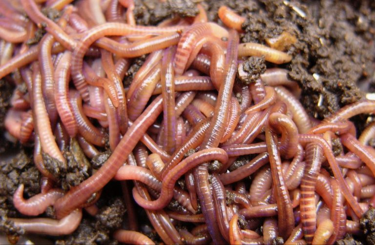 Transforming forestry and agricultural waste into a vermiculture‑based, peat‑and coir-free substrate for resilient tree nurseries