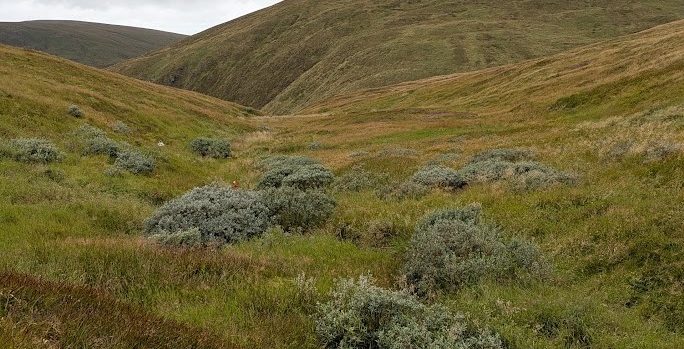 Assessing 20 years of montane scrub restoration and the impact of reduced grazing on associated alpine flora