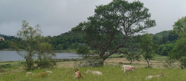 Adaptive grazing & monitoring to assess recovery of ghost woodlands and Atlantic rainforest fragments