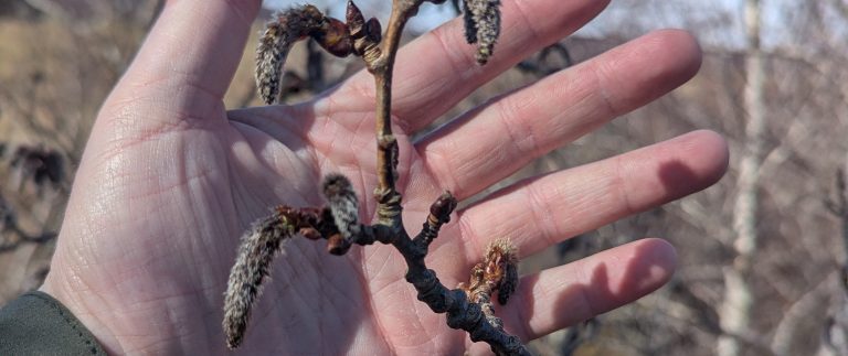 Securing an Aspen seed resource from overlooked eastern Scottish populations