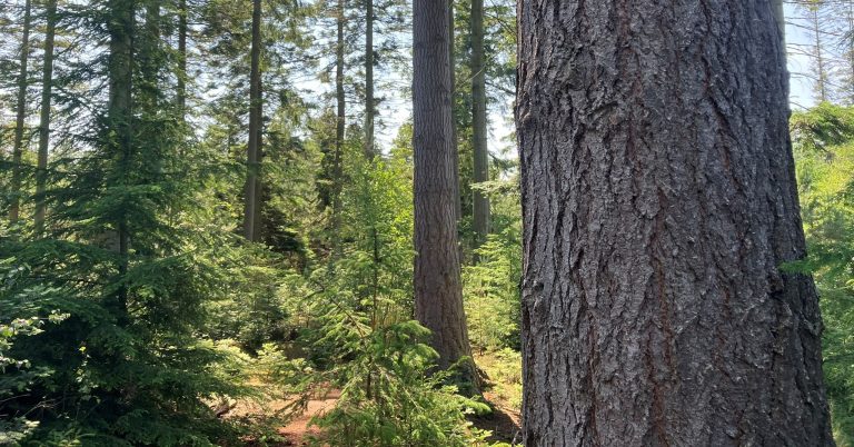 Evaluating the suitability of critical height sampling and big BAF sampling for forest inventory in Scottish CCF woodlands