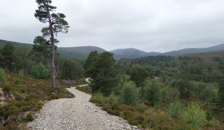 Long term monitoring project investigating how naturally regenerating Scots pine seedlings influence soil carbon dynamics